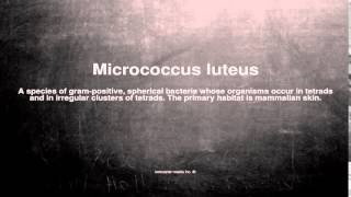 Medical vocabulary What does Micrococcus luteus mean [upl. by Si496]