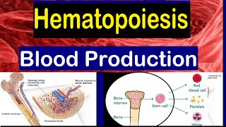 Blood cell formation  Bone Marrow amp Hematopoiesis  2 mins [upl. by Otrebogad]