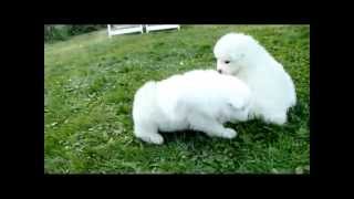 Samojed valpar  Samoyed puppy [upl. by Heyman]