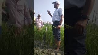 Glimpse of Rice Field Laboratory at BHU 🌾shorts  Breeding methods [upl. by Yordan]