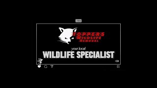 Fast Wildlife Removal in Dallas Plano amp Frisco  Toppers Wildlife Removal [upl. by Eleanora]