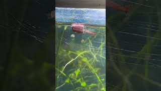 Baby fish have there dinner 🍽️ viralvideo shorts [upl. by Azaria]