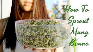 How To Sprout Mung Beans [upl. by Matlick]