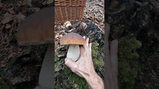 PorcinoSteinpilzeBolete Boletus edulis shorts new nature viral forest trending wood pilze [upl. by Aleedis]