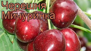 Черешня средний Мичуринка cerasus avium michurinka 🌿 обзор как сажать саженцы черешни Мичуринка [upl. by Malissia139]