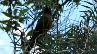 Maroonbellied Parakeet Vocalization Pyrrhura frontalis frontalis [upl. by Sonia490]