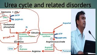 Urea cycle [upl. by Kendrah593]