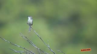 Plain Prinia Calling Its Pair  Bird Watch  Madhu Gosika Vlogs [upl. by Keil]