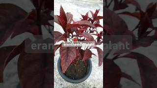 Eranthemum plant red maroon plant homegardening myhomegarden homegarden🪴💫🔥 [upl. by Coveney888]