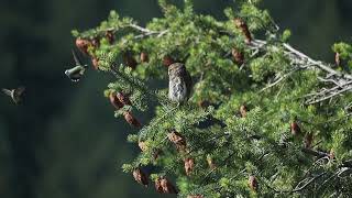 Pygmy Owl Harassed by Hummingbirds [upl. by Britton]