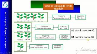 ¿Qué es la segunda ley de Mendel [upl. by Stoneman]