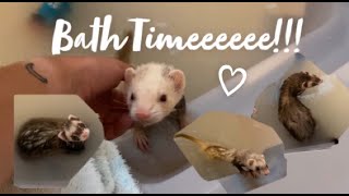 Giving My Ferrets a Bath with oats they NEEDED it [upl. by Bathsheb953]