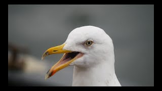 seagull sound 2017 🐦 in UHD  4K 🐦 by ani male [upl. by Joh]