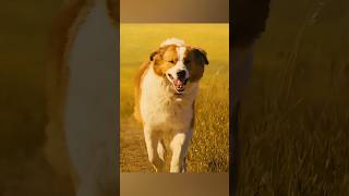 This dogs story is so touching😭 movie movierecap shorts [upl. by Lairret770]