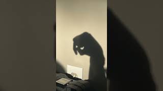 My Saber Tooth Cat hand shadow demonstration on a wall [upl. by Eileen]