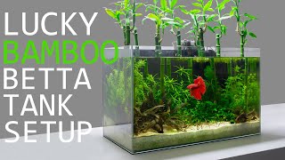 Building a Lucky Bamboo Betta Aquarium [upl. by Som]