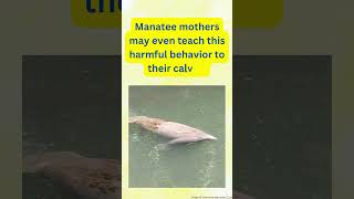 Help manatees by not feedingwatering them [upl. by Tilla]