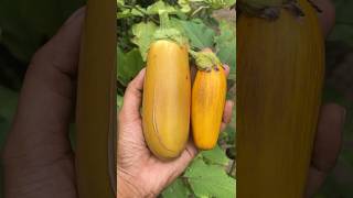 Brinjal harvesting for Seeds home garden fruit harvest gardening ytshorts shorts [upl. by Neelik]