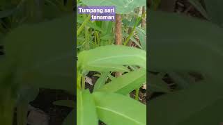 tumpang sari tanaman timun kacang panjang dan kangkung [upl. by Ing]