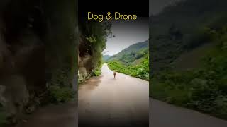 Drone chases Dogspart 3 dog shorts [upl. by Eed]