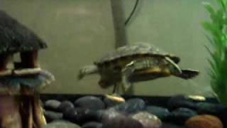 New turtle tank  75 gallon  022008 [upl. by Akcire700]