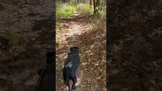 More of honker lake trail sunday explorekentucky pitbull hiking nature explore [upl. by Midian266]