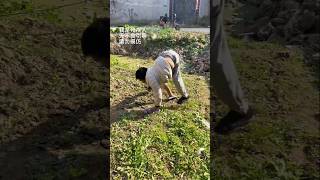 A poor man plucking vegetables from his fieldsshorts shortvideo [upl. by Dogs]