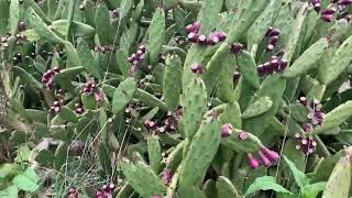 Prickly Pears Australian Indian fig [upl. by Emad]