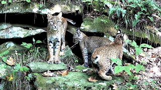 New Den Update Watch As A Bobcat And Her Two Kittens Stop By For A Visit [upl. by Llennoc74]