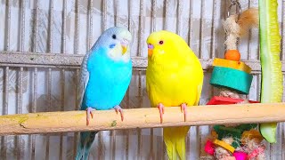 Cute Pet Budgies Chirping 35 Hr Nature Parakeets Bird Sound to Reduce Stress [upl. by Danyette]