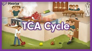 TCA Cycle Mnemonic for MCAT [upl. by Alves]