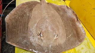 Amazing Giant Golden Stingray Fish Fastest Cutting Skills Live Fish Cutting Market 😋 [upl. by Vedetta764]