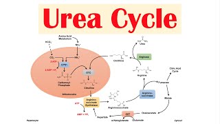 Urea Cycle  Purpose Enzymes amp Regulation [upl. by Drusie]