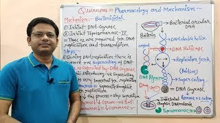 Chemotherapy of Antibiotics Part16 Fluoroquinolone 02  Mechanism of Action  Fluoroquinolone [upl. by Veneaux68]