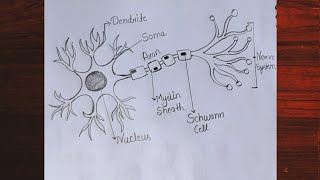 Nerve Cell Diagram Structure of Neurons Step by step labelled diagram Neuron Cell Diagram [upl. by Williamsen780]