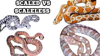 SCALELESS CORNS VS SCALEDsnake scaleless cornsnakes [upl. by Atis]