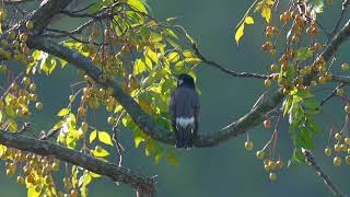 White cheeked Starling 灰椋鳥 [upl. by Eolande]