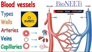 Artery Veins And Capillaries Blood Vessels Body Fluids And Circulation Biology NCERT NEET Class 11 [upl. by Vieva239]