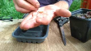 How to collect cyclamen seed [upl. by Adnylem]