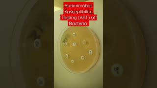 Antimicrobial Susceptibility Testing of Bacteria on MullerHinton Agar [upl. by Roselin]