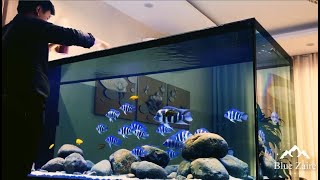 Time for feeding Frontosa Cichlids  Amazing Frontosa Fish Tank [upl. by Aidul845]