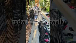 redwoods treewalk [upl. by Bihas]