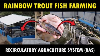 Recirculatory Aquaculture System RAS  Rainbow Trout Fish farming [upl. by Vitoria]