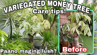 VARIEGATED MONEY TREE CARE TIPS Easy Care how to maintain amp make them lush ROMA SO [upl. by Mellen]