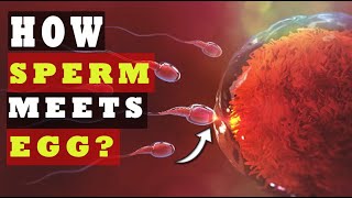 How Sperm Meets an Egg to Fertilize  How Fast Sperm Travels to the Egg SCIENCE EXPLAINED [upl. by Bendicta]