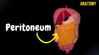 Peritoneum Parts Lesser amp Greater Omentum Mesentery Peritoneal Cavity [upl. by Adrianna441]