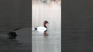 Canvasback duck identification shorts [upl. by Guidotti]