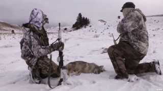 Coyote Hunting in Montana [upl. by Sivart]