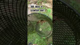 200 like for crawfish boil from the pond [upl. by Erleena]