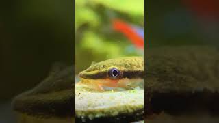 My CUTE Otocinclus Catfish Eating An Algae Wafer 🐟 shorts [upl. by Thorman]